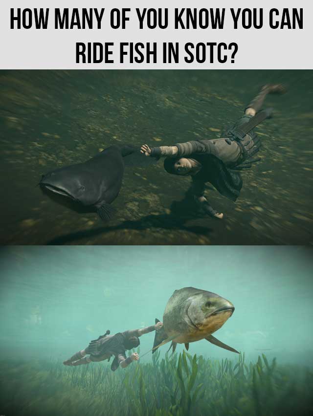 funny gaming memes - fauna - How Many Of You Know You Can Ride Fish In Sotc?