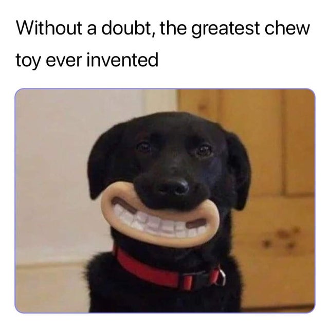 best chew toy ever meme - Without a doubt, the greatest chew toy ever invented