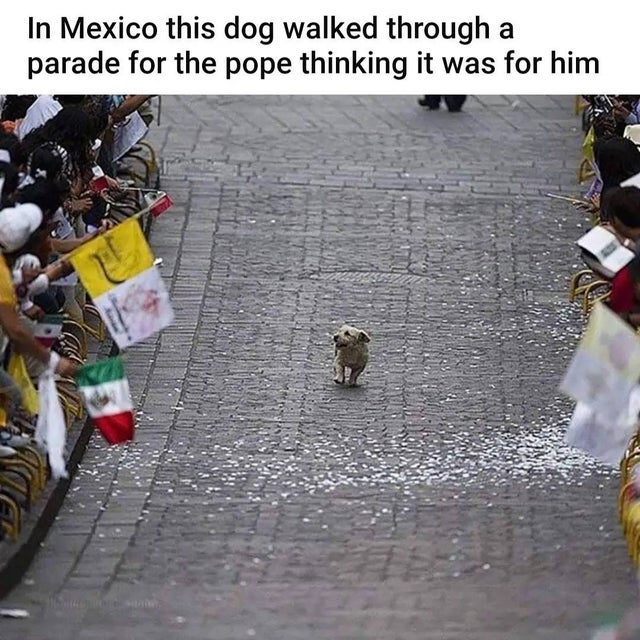 dog pope parade - a In Mexico this dog walked through parade for the pope thinking it was for him