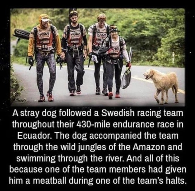 arthur dog - Par 49 A stray dog ed a Swedish racing team throughout their 430mile endurance race in Ecuador. The dog accompanied the team through the wild jungles of the Amazon and swimming through the river. And all of this because one of the team member