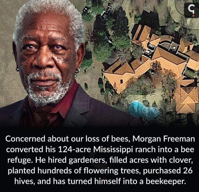 morgan freeman honey bees - Concerned about our loss of bees, Morgan Freeman converted his 124acre Mississippi ranch into a bee refuge. He hired gardeners, filled acres with clover, planted hundreds of flowering trees, purchased 26 hives, and has turned h