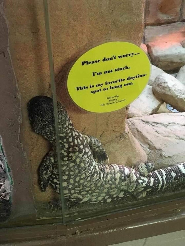 beaded lizard im not stuck - Please don't worry... I'm not stuck. This is my favorite daytime spot to hang out. Sincerely, Jerry the model Linard