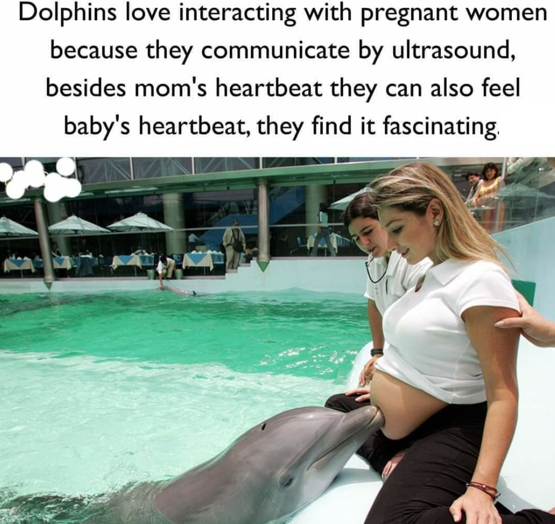 margaret howe lovatt dolphin - Dolphins love interacting with pregnant women because they communicate by ultrasound, besides mom's heartbeat they can also feel baby's heartbeat, they find it fascinating