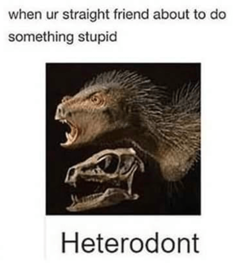 funny gaming memes - hetero don t - when ur straight friend about to do something stupid Heterodont