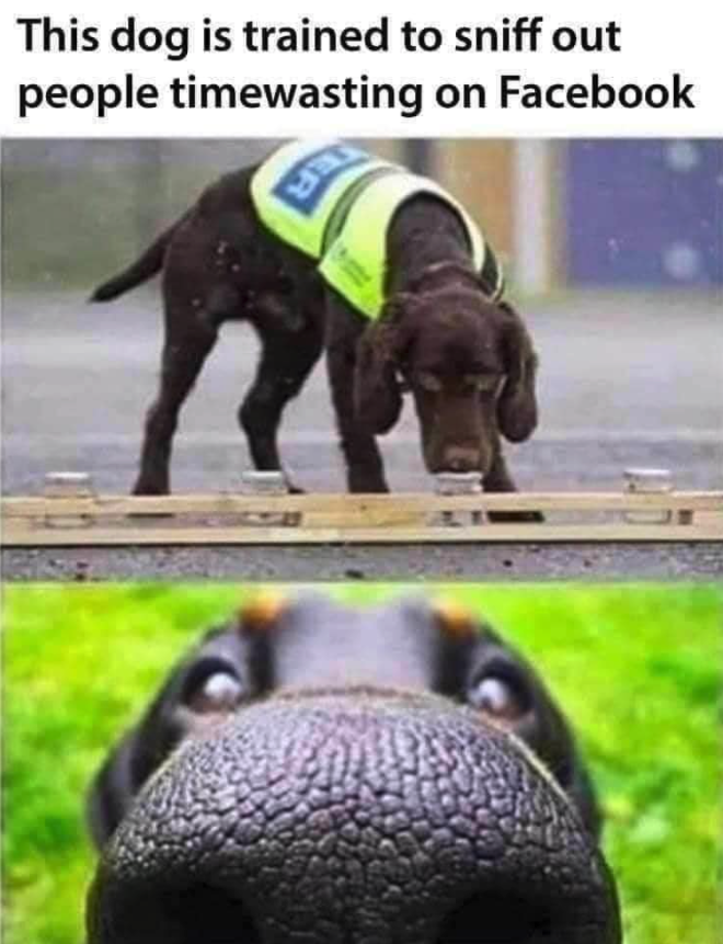 funny gaming memes - dog is trained to sniff out meme - This dog is trained to sniff out people timewasting on Facebook