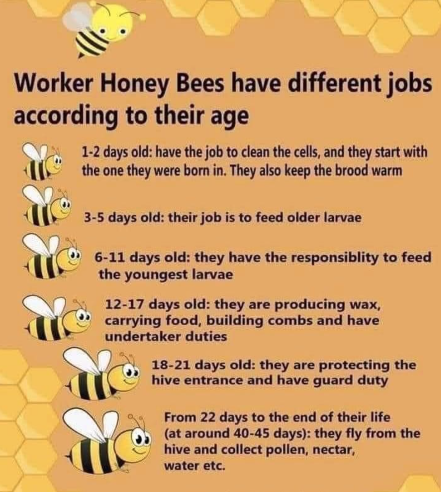 Helpful Guides to life - happiness - Worker Honey Bees have different jobs according to their age 12 days old have the job to clean the cells, and they start with the one they were born in. They also keep the brood warm 35 days old their job is to feed ol