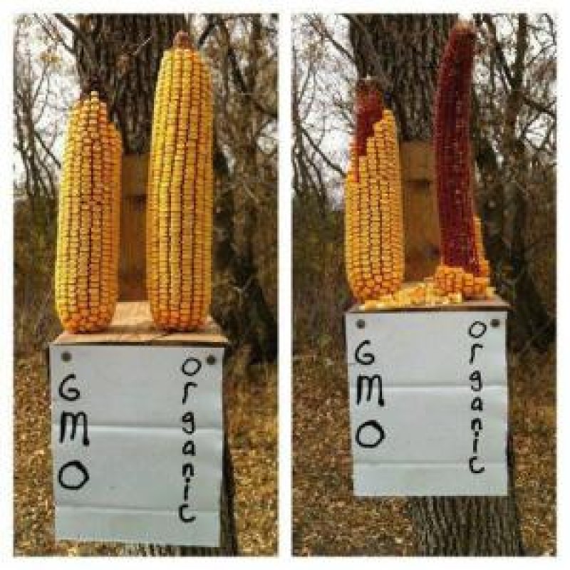 Tier 1: Crazyhead conspiracies - gmo corn vs organic corn