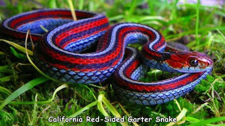 cool and funny pics - california red sided garter snake - California RedSided Garter Snake