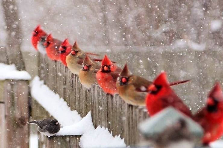 cool and funny pics - cardinal birds in winter