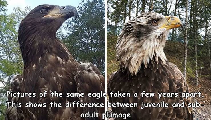 cool and funny pics - bald eagle with white head - Pictures of the same eagle taken a few years apart. This shows the difference between juvenile and sub adult plumage