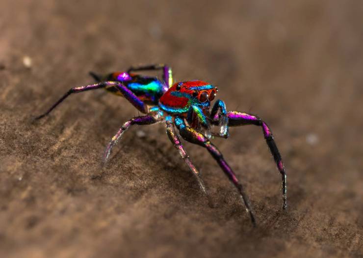 cool and funny pics - most colourful spider