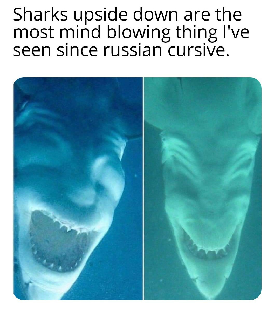 cool and funny pics - shark upside down - Sharks upside down are the most mind blowing thing I've seen since russian cursive.