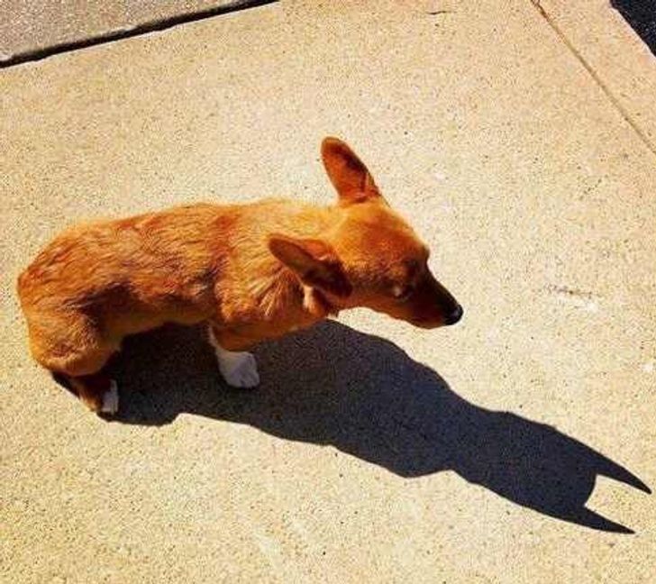 things that are cool to look at - corgi as batman