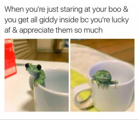 animal memes - When you're just staring at your boo & you get all giddy inside bc you're lucky af & appreciate them so much