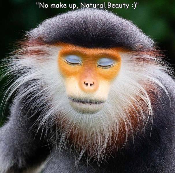 cool random pics - monkey blue eyelids - "No make up, Natural Beauty "