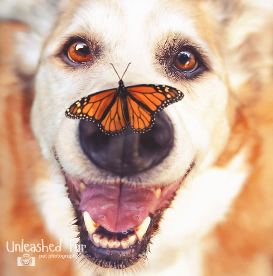 adorable dogs and puppy pics - monarch butterfly - Unleashed Fur pet photography