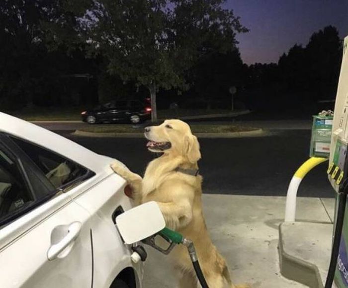 monday morning randomness - dog gas station