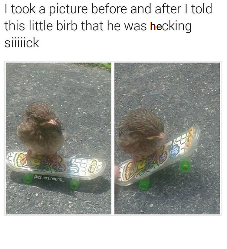 monday morning randomness - good - I took a picture before and after I told this little birb that he was hecking silliick chaos reigns