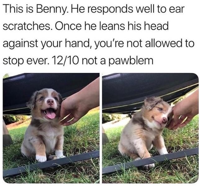 monday morning randomness - raise a dog together tweet - This is Benny. He responds well to ear scratches. Once he leans his head against your hand, you're not allowed to stop ever. 1210 not a pawblem