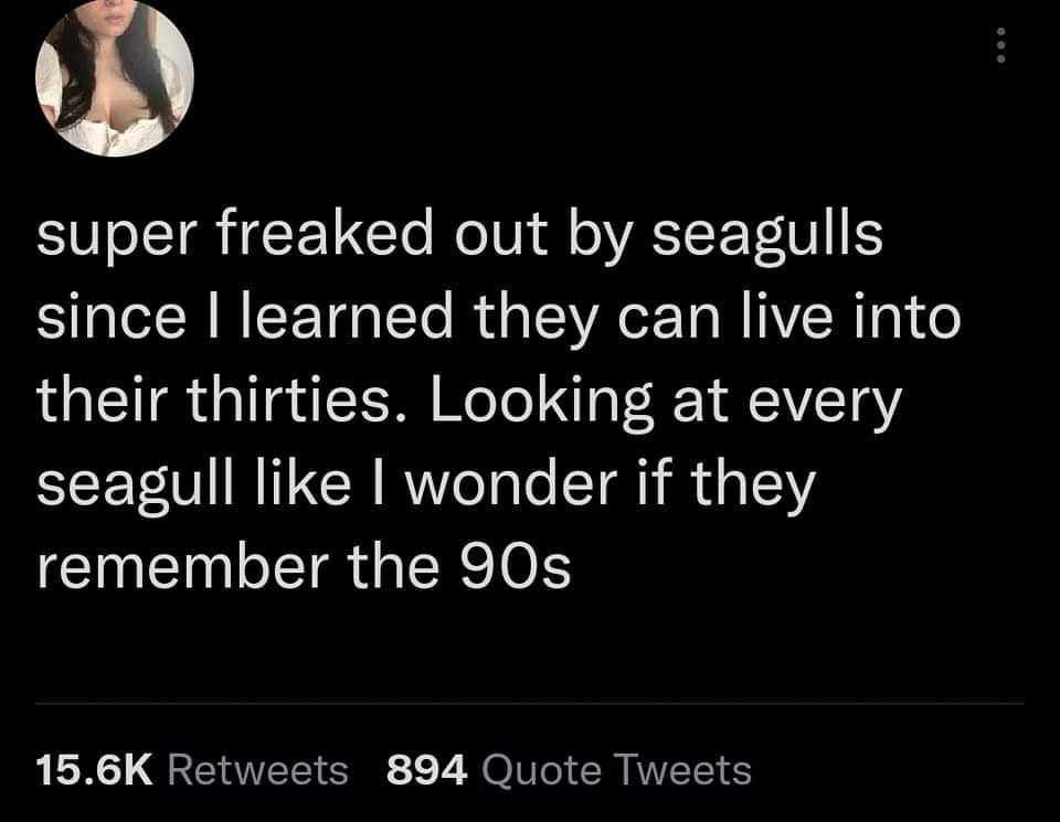 monday morning randomness - super freaked out by seagulls since I learned they can live into their thirties. Looking at every seagull I wonder if they remember the 90s 894 Quote Tweets