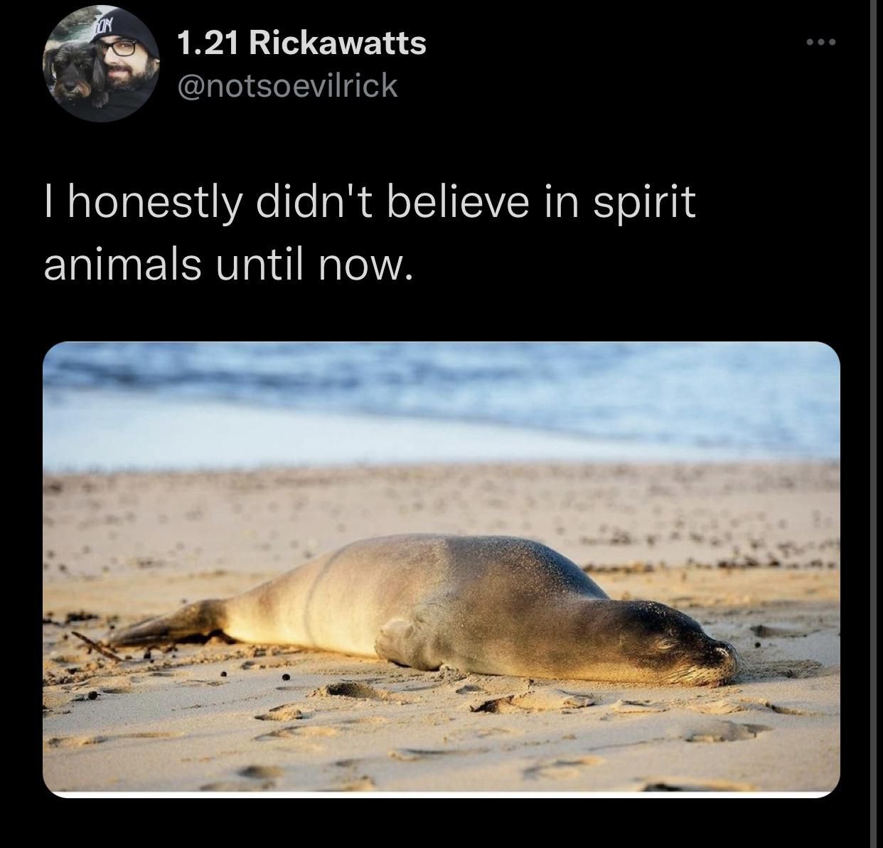 monday morning randomness - fauna - Try 1.21 Rickawatts I honestly didn't believe in spirit animals until now.