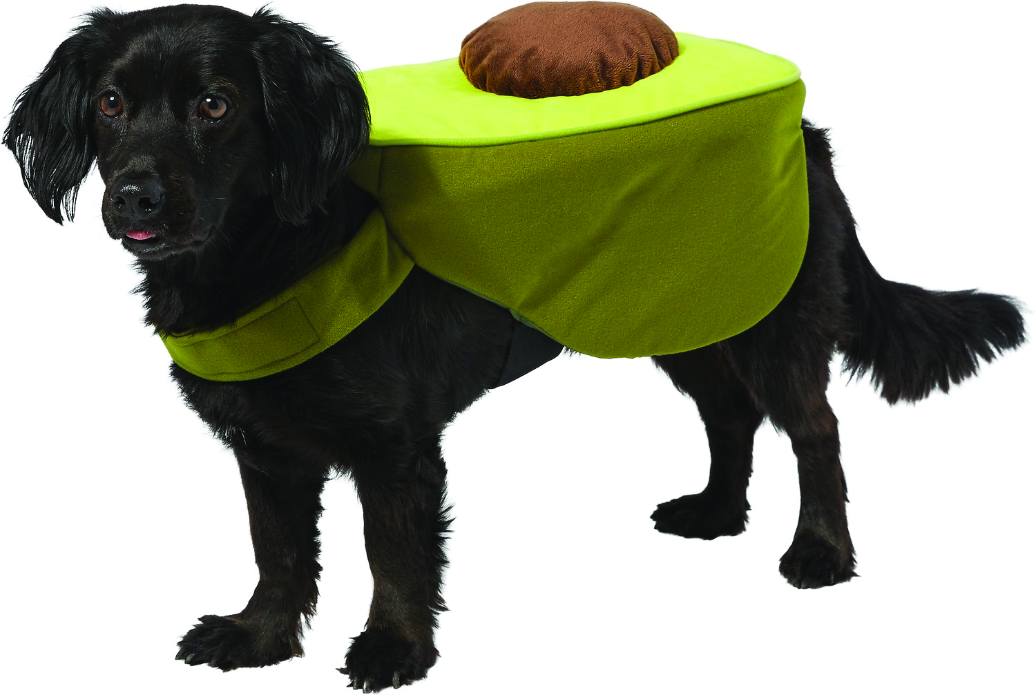 halloween costumes dogs --  dog dressed like avocado