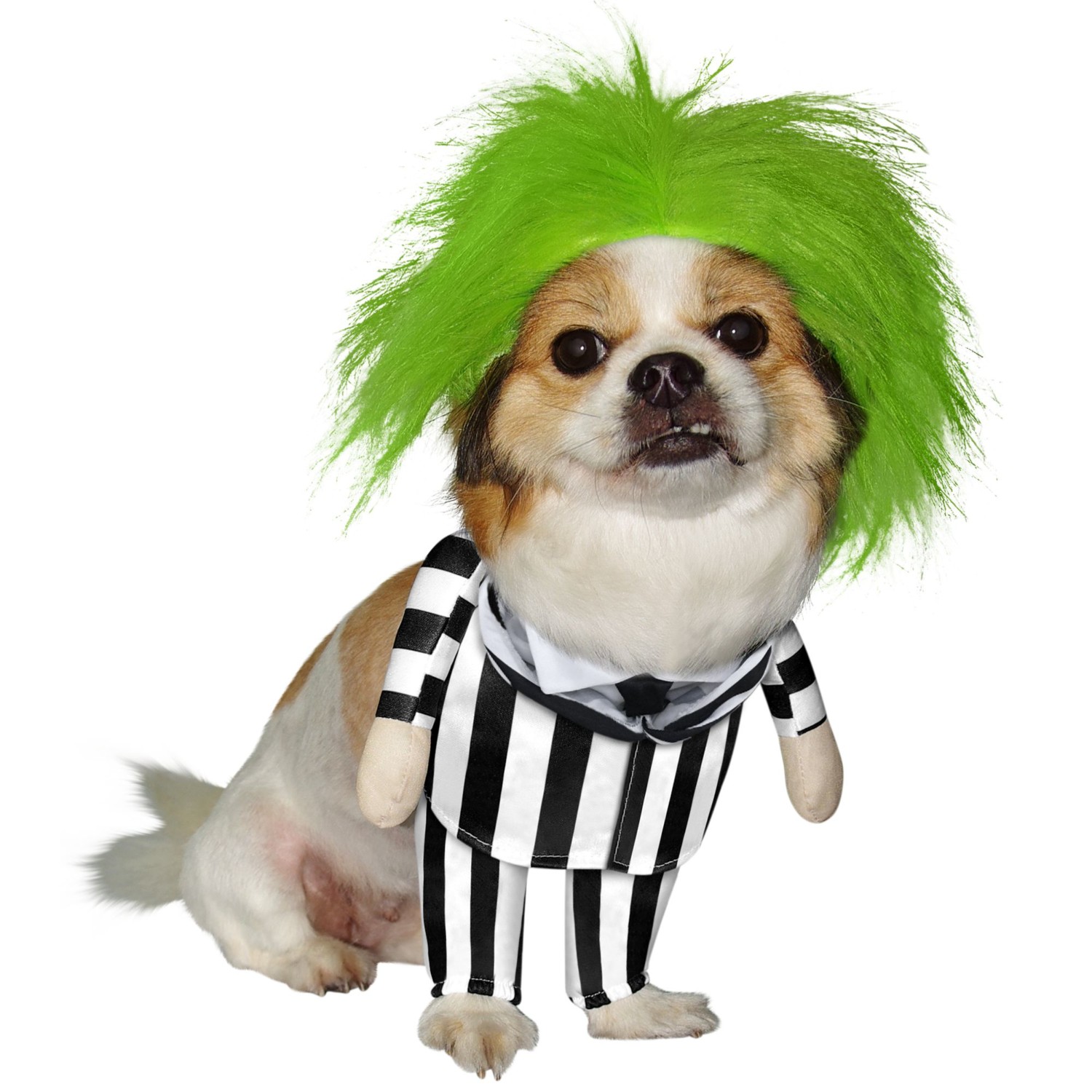 halloween costumes dogs - beetlejuice costume for dogs