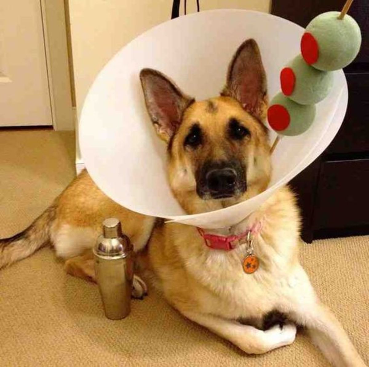 halloween costumes dogs - dog cone halloween costume