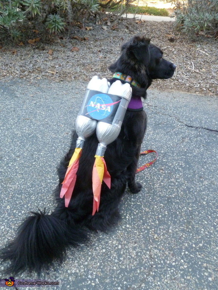 halloween costumes dogs - easy diy dog costumes - Nasa CostumeWorks.com