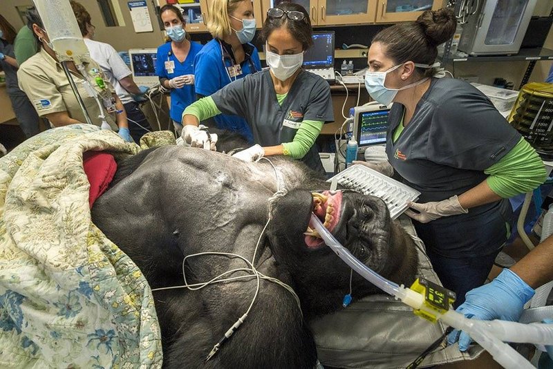 fascinating photos of cool stuff - intubated gorilla - 00