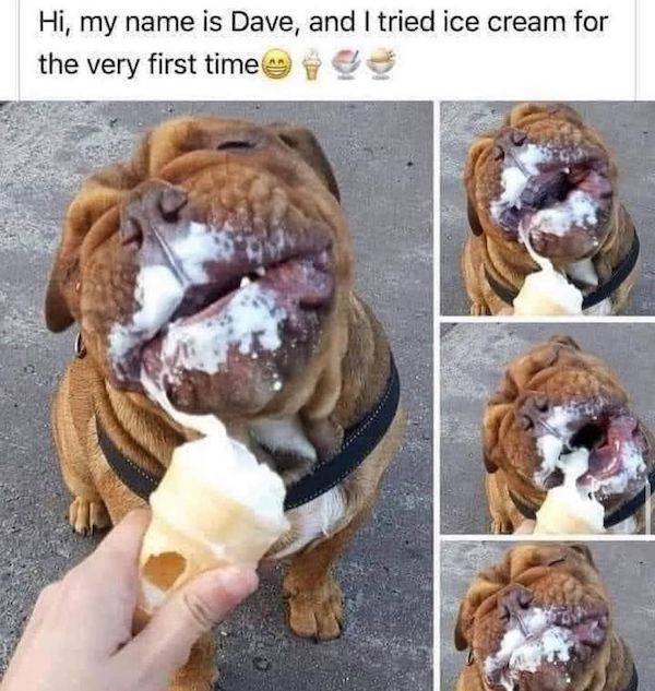 dog eating ice cream for the first time - Hi, my name is Dave, and I tried ice cream for the very first time