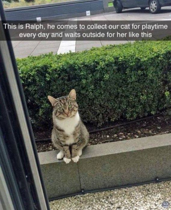 funny cool and random pics -drama queen cats - This is Ralph, he comes to collect our cat for playtime every day and waits outside for her this