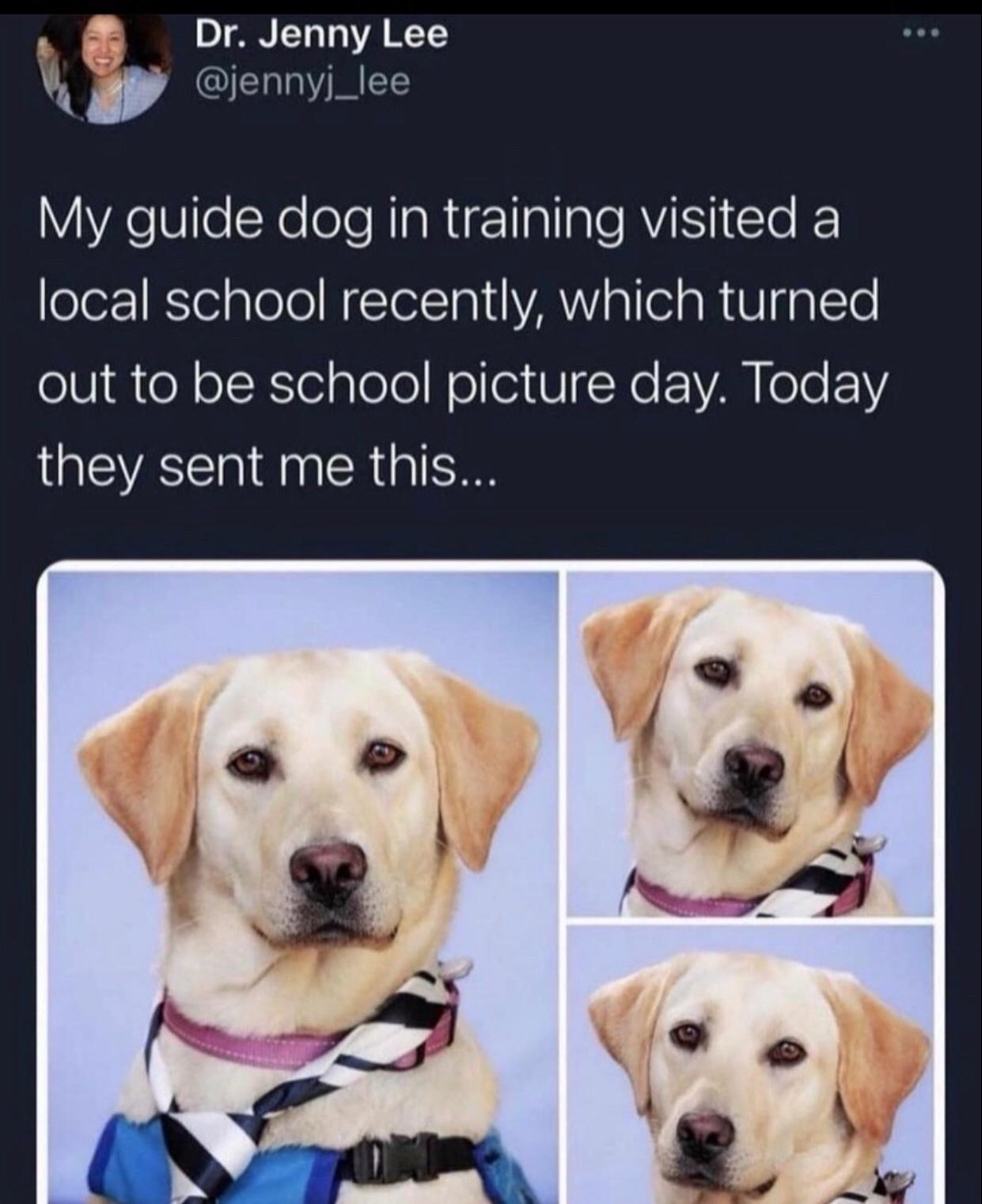 funny memes and random pics - Dr. Jenny Lee My guide dog in training visited a local school recently, which turned out to be school picture day. Today they sent me this...