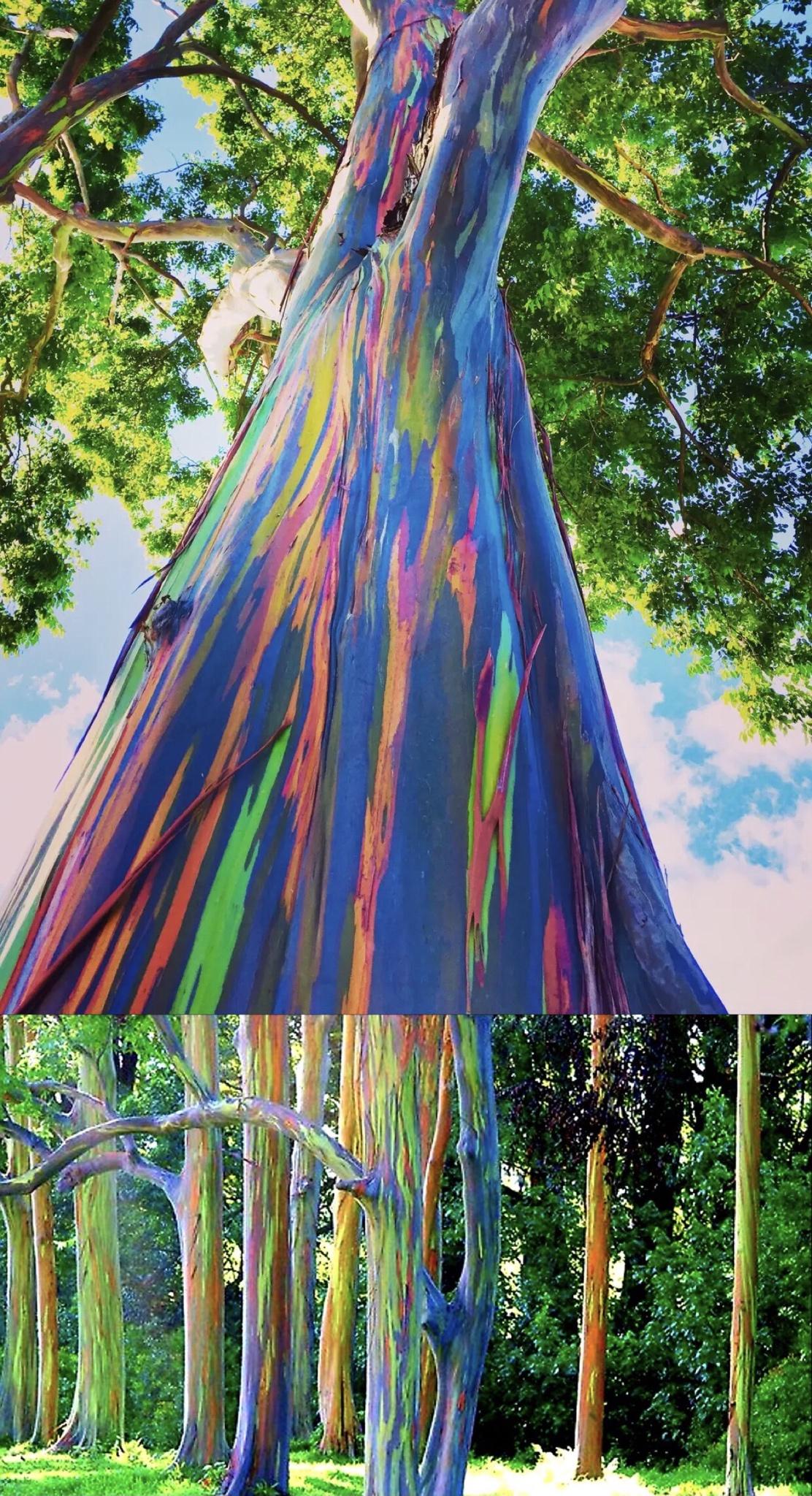 funny memes and random pics - rainbow eucalyptus