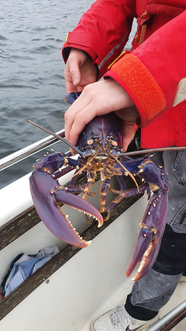 interesting pics and fascinating photos - american lobster