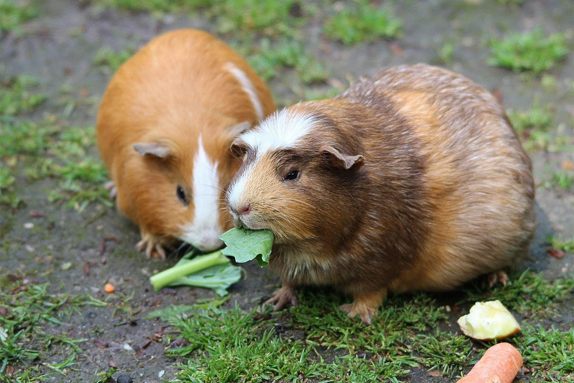 fascinating facts - guinea pigs