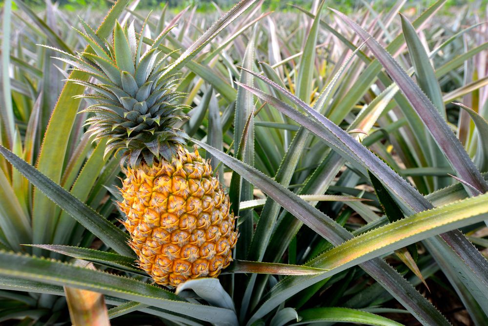 fascinating facts - pineapples berries