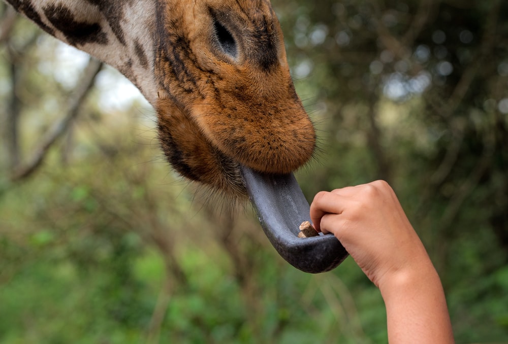fascinating facts - giraffe tongue