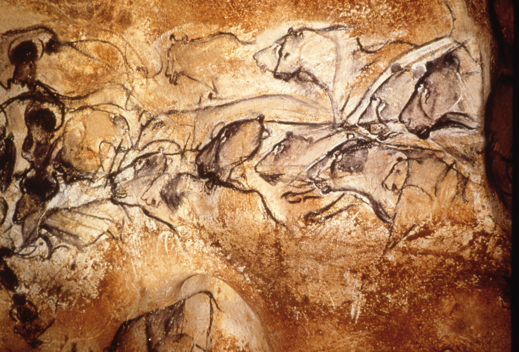 Wild Tales From History - chauvet pont d arc cave