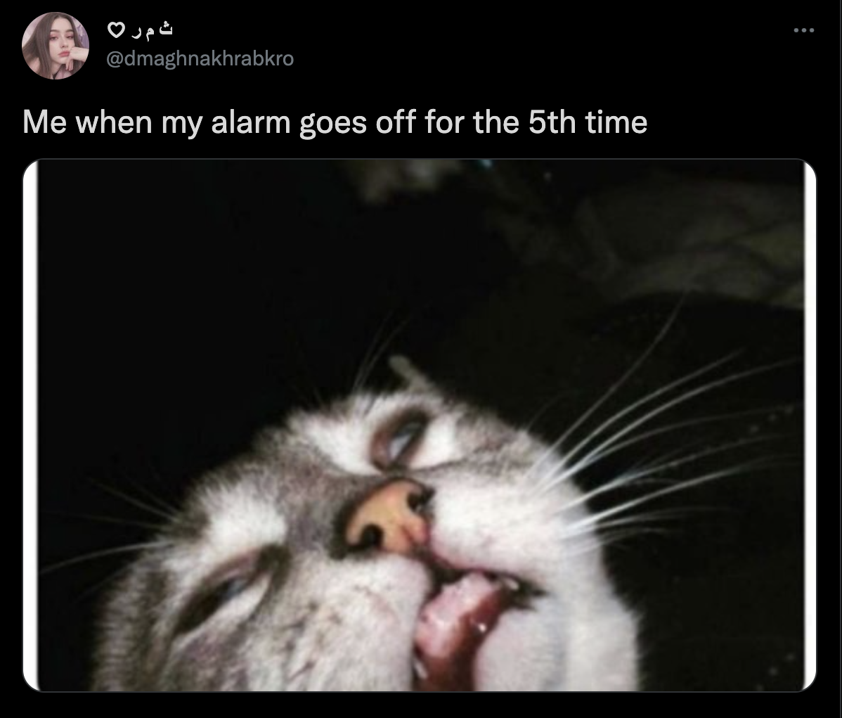 unflattering cat - Me when my alarm goes off for the 5th time