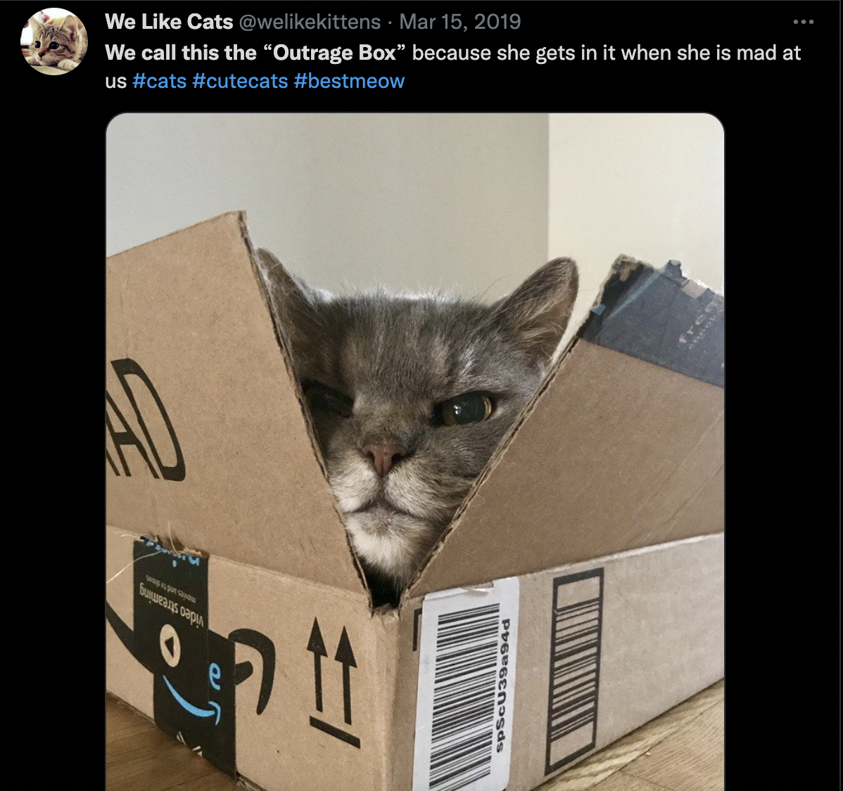 cat memes reddit - We Cats . We call this the "Outrage Box" because she gets in it when she is mad at us A ent