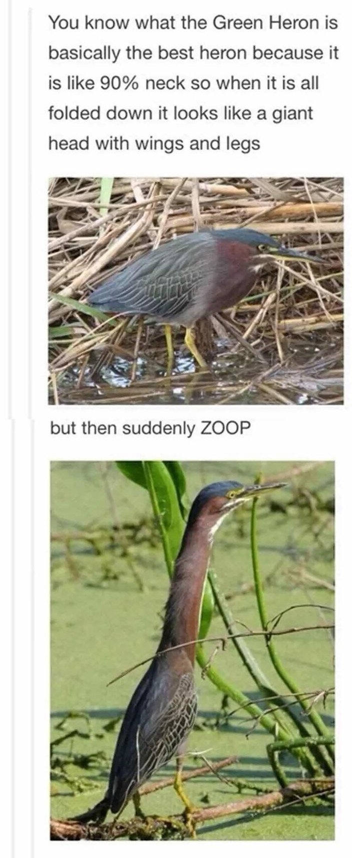 green heron meme - You know what the Green Heron is basically the best heron because it is 90% neck so when it is all folded down it looks a giant head with wings and legs but then suddenly Zoop