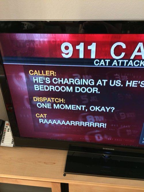 cool random pics - display advertising - Call 911 Ca Cat Attack Caller De He'S Charging At Us. He'S Bedroom Door. Dispatch One Moment, Okay? Cat Raaaaaarrrrrrr! 400000 Samsung