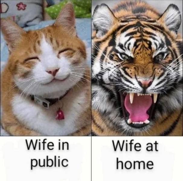 cool random pics - cute happy cat - Je Wife in public Wife at home