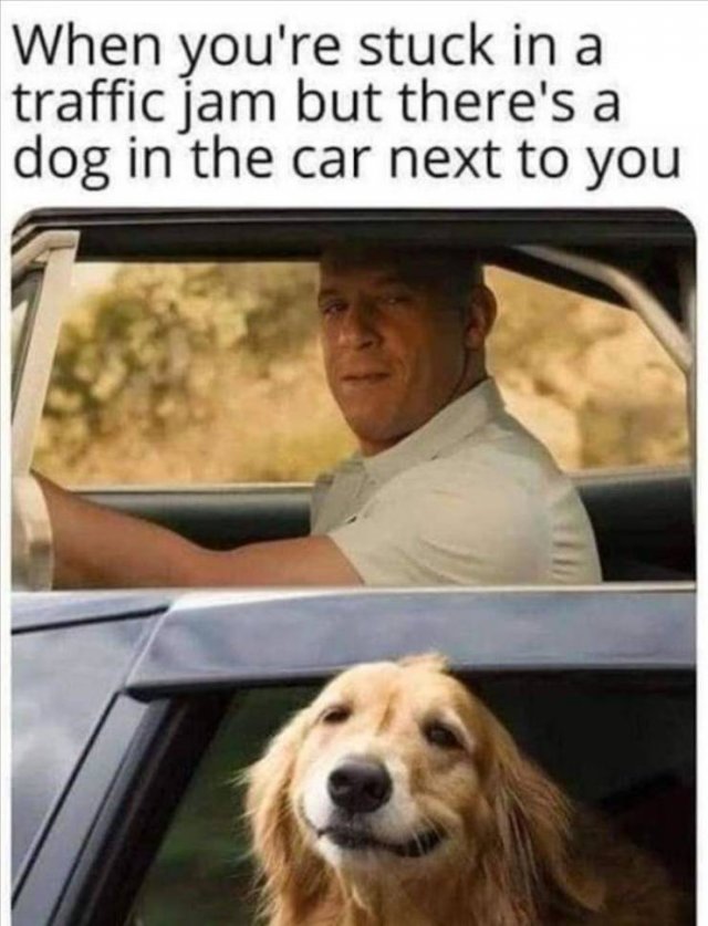 cool random pics - dog memes - When you're stuck in a traffic jam but there's a dog in the car next to you