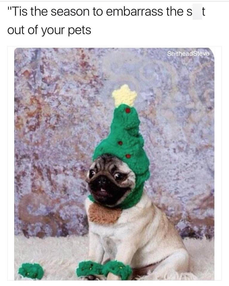 festive pug - "Tis the season to embarrass the st out of your pets ShitheadSteve