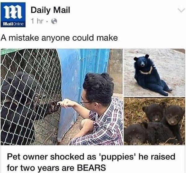 wtf news headlines - pet - m Daily Mail Mail Online 1 hr. A mistake anyone could make Pet owner shocked as 'puppies' he raised for two years are Bears