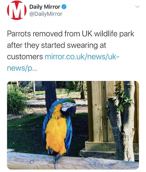 wtf news headlines - fauna - M Daily Mirror Mirror Parrots removed from Uk wildlife park after they started swearing at customers mirror.co.uknewsuk newsp...