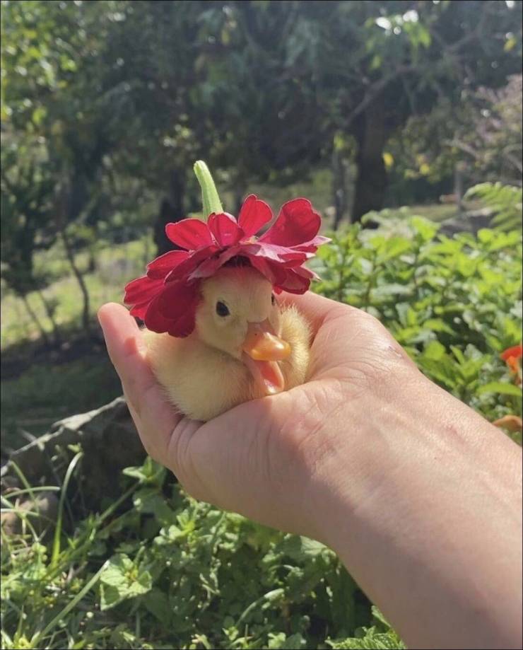 wholesome pics and memes - duckling with flower hat