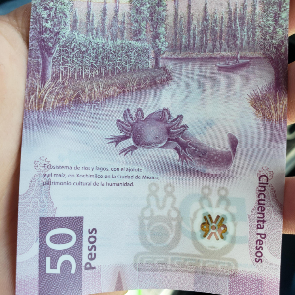 cool stuff and fascinating photos - axolotl 50 peso bill